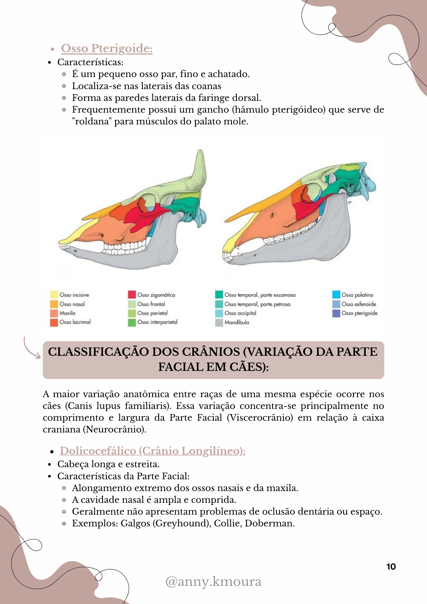 Página 2 do material de Esqueleto Axial Veterinário