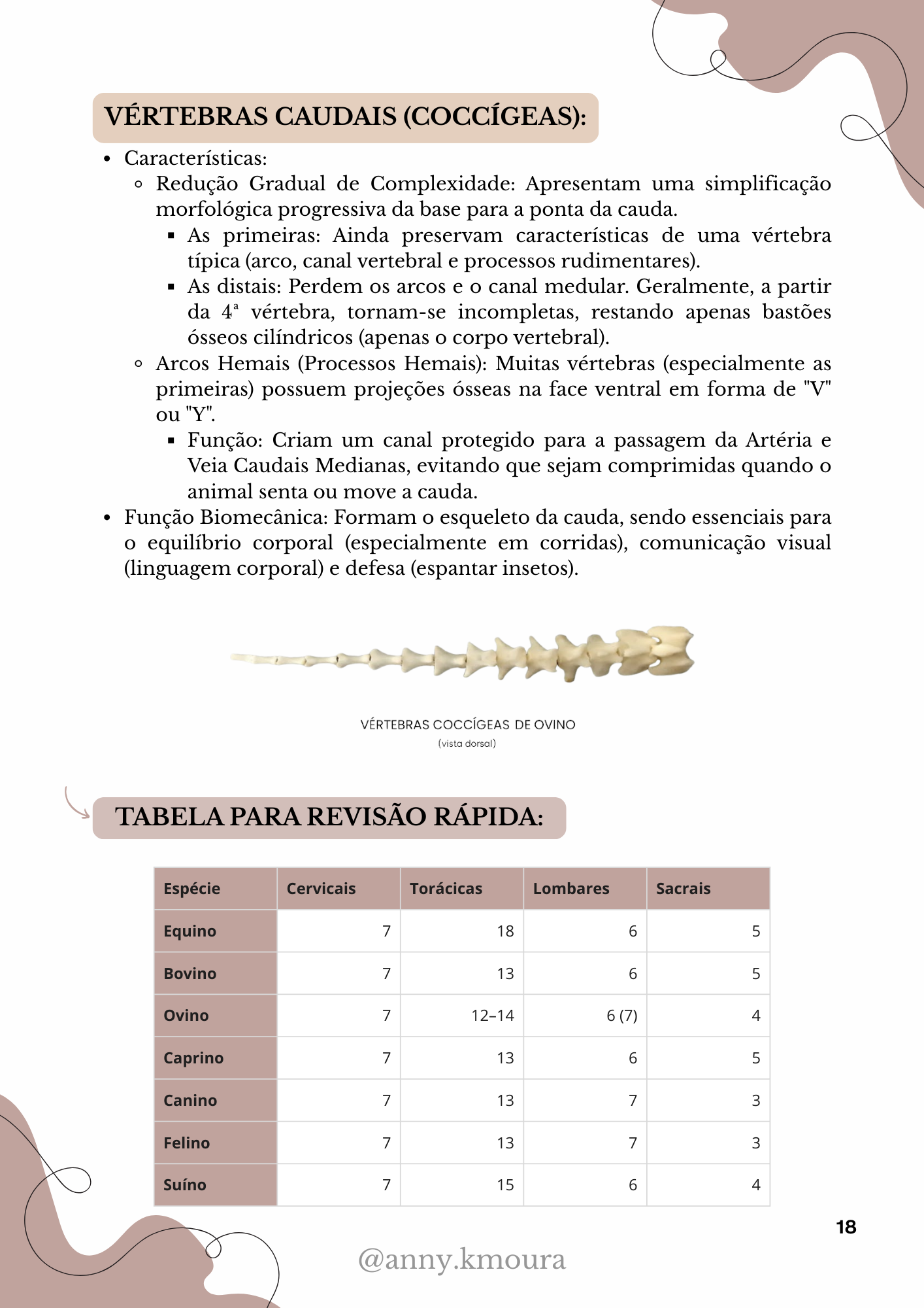Página 3 do material de Esqueleto Axial Veterinário