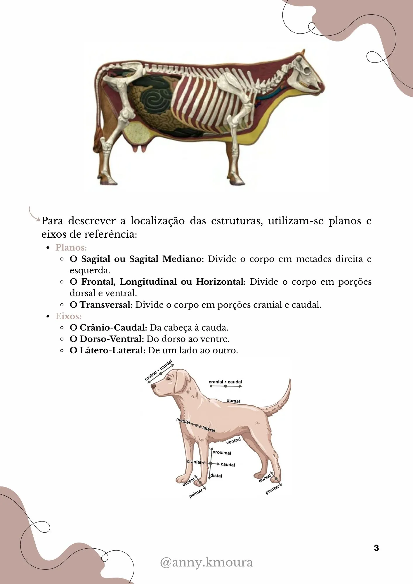 Página do resumo de anatomia