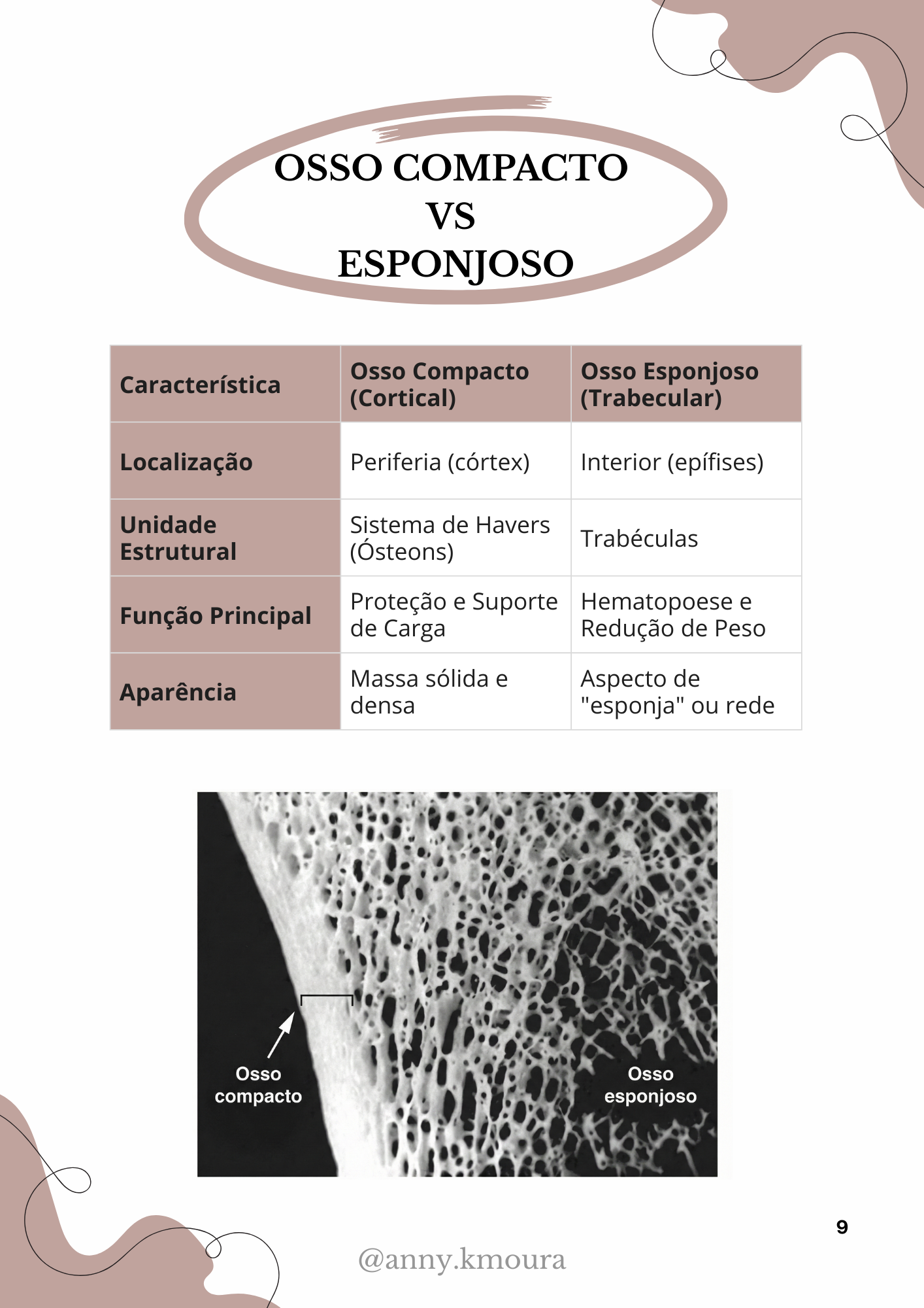 Página 3 do material de Osteologia Veterinária