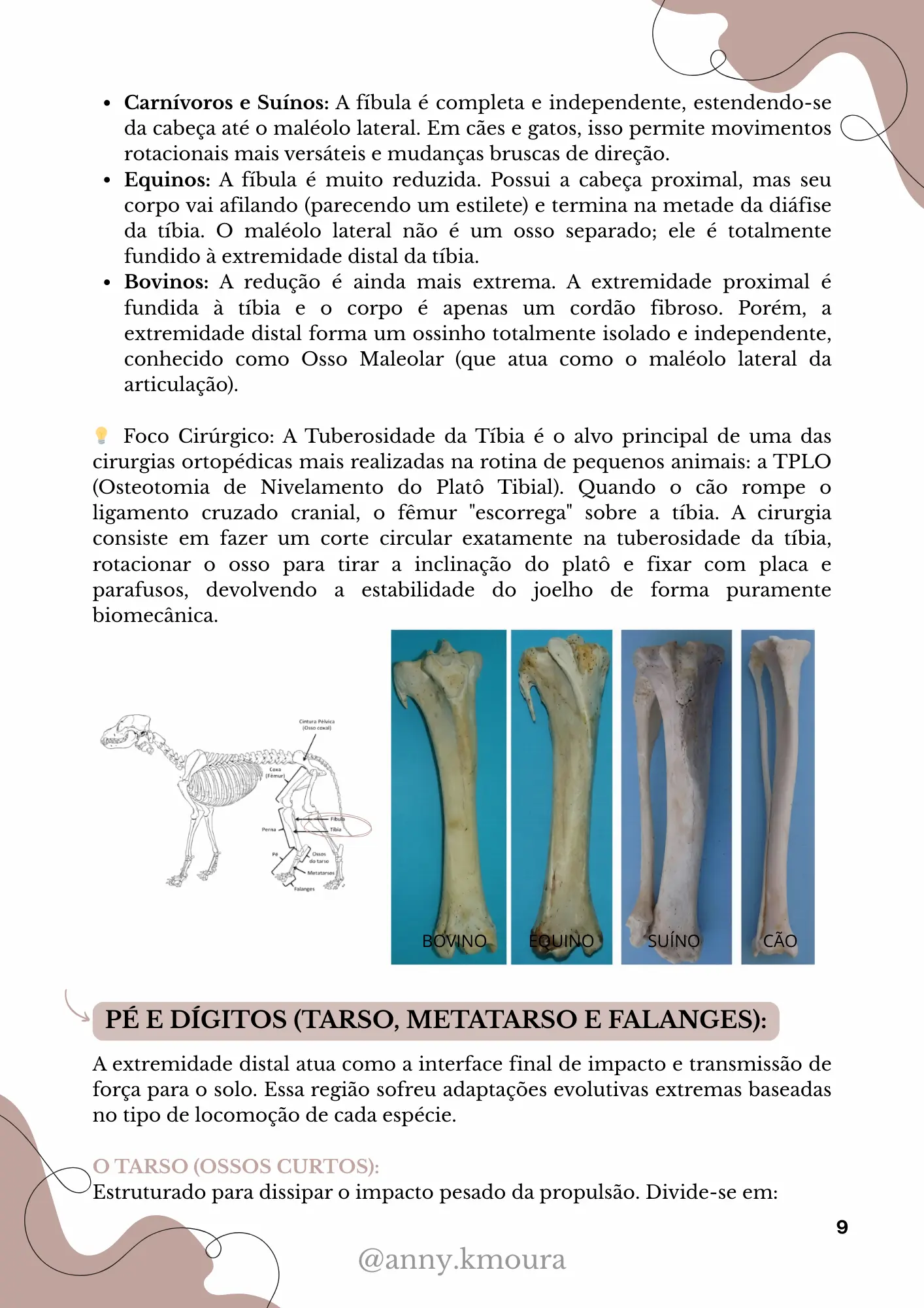 Página 3 do material de Esqueleto Apendicular Pélvico