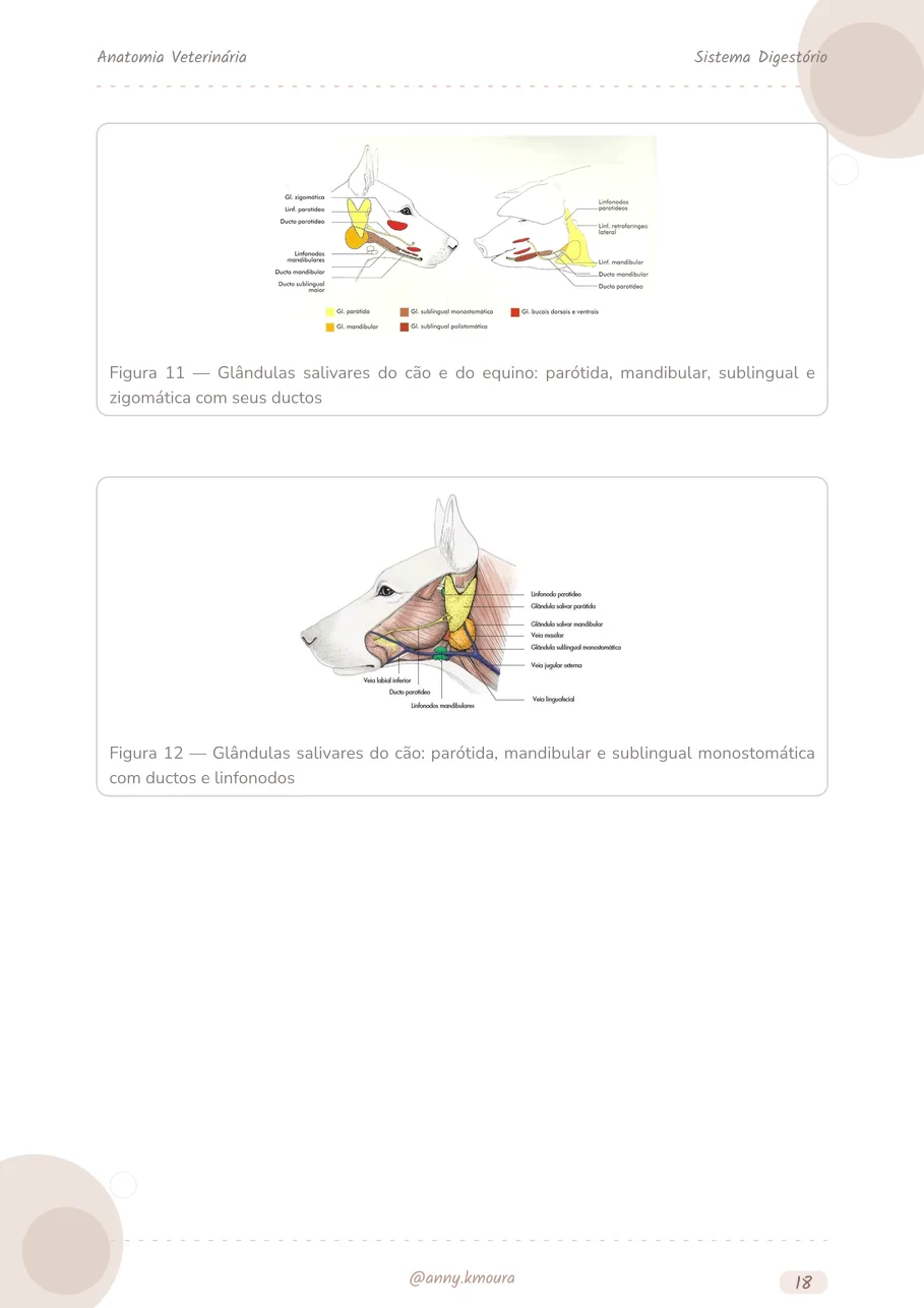 Amostra digestive-system página 18