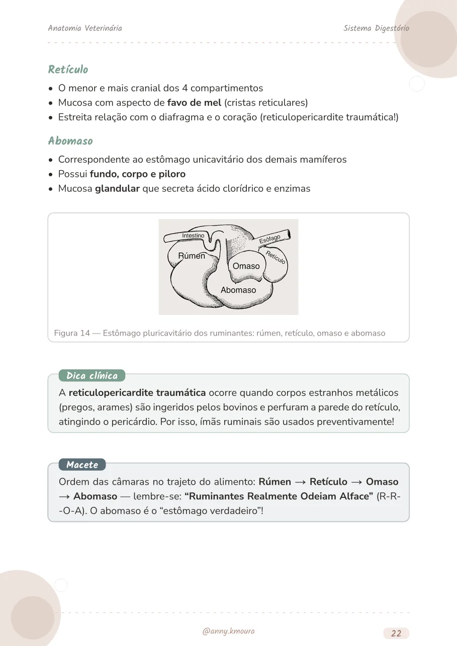 Amostra digestive-system página 22