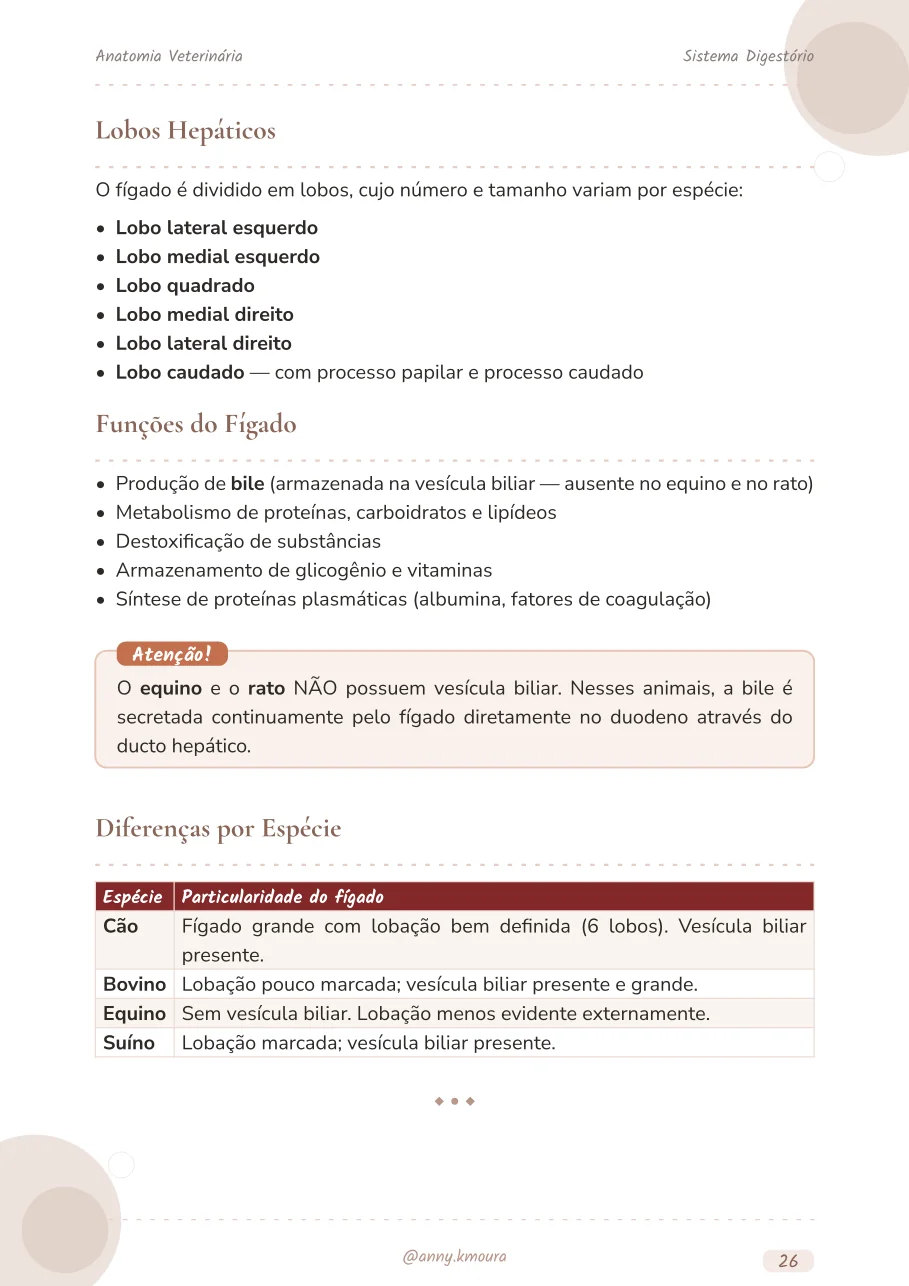 Amostra digestive-system página 26