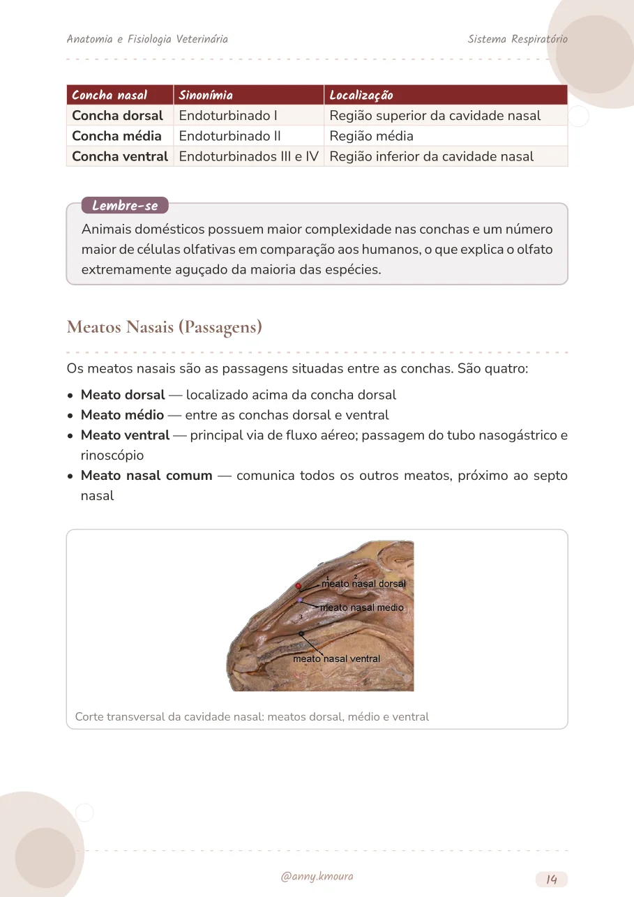 Amostra respiratory-system página 14
