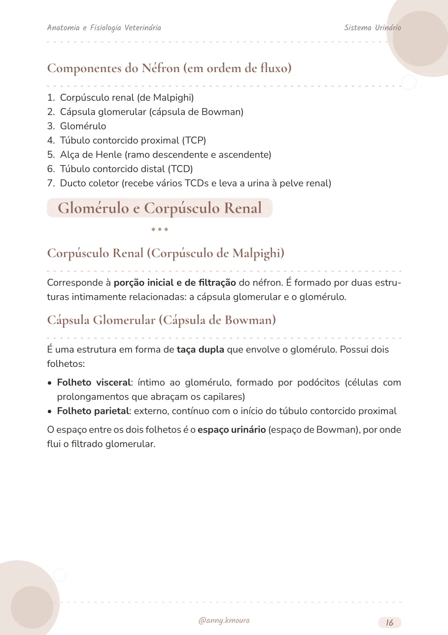 Amostra urinary-system página 16