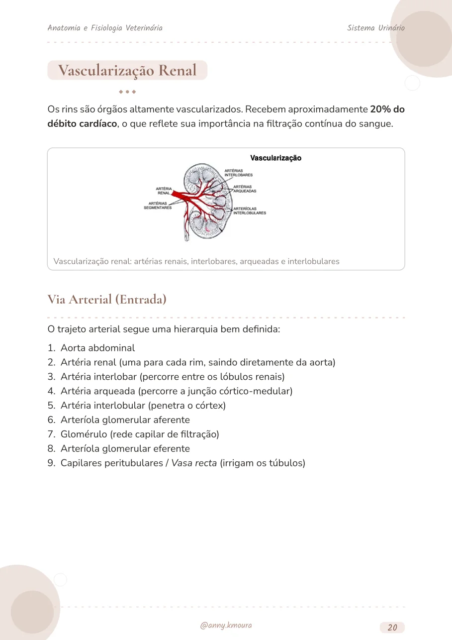 Amostra urinary-system página 20