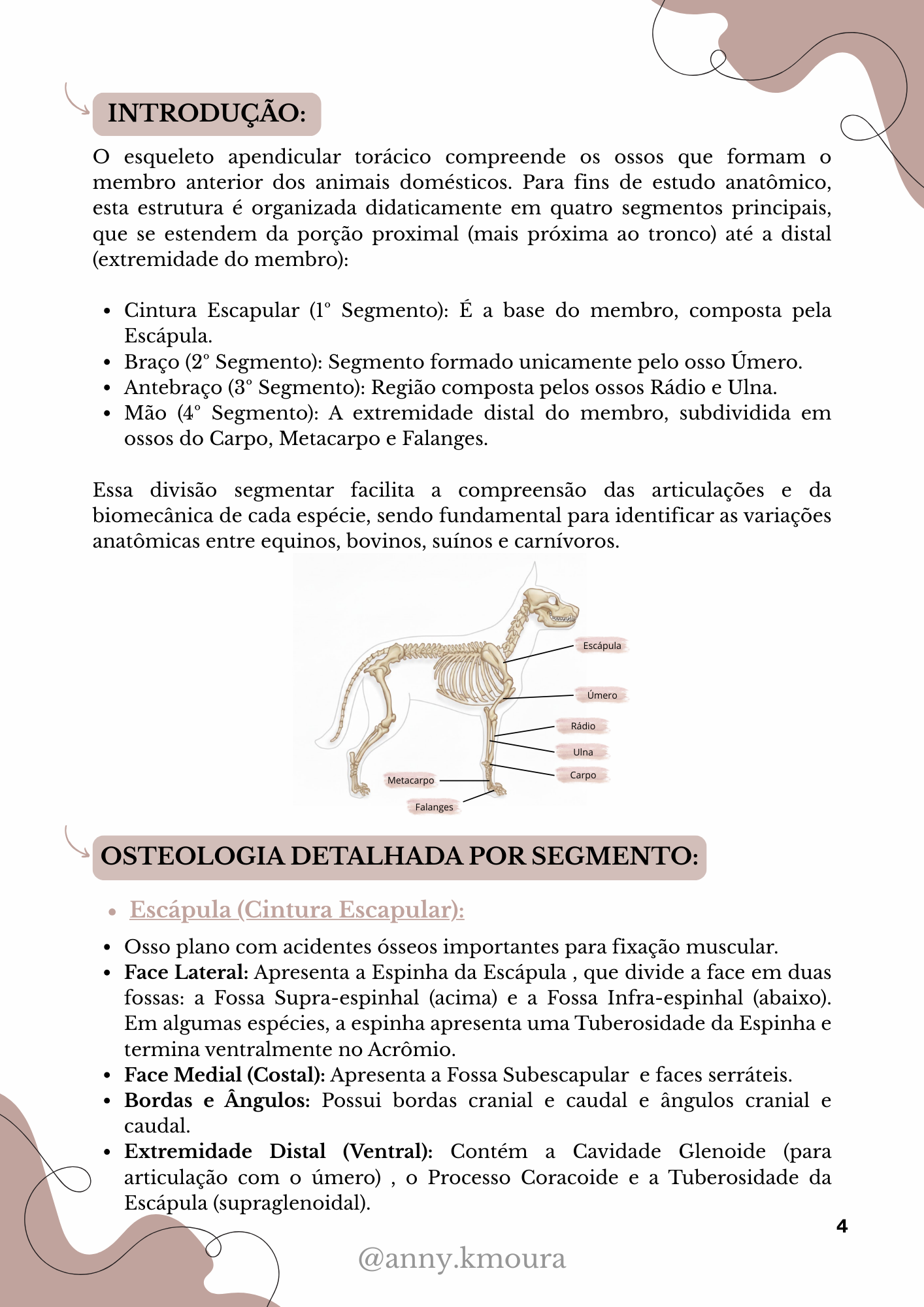 Página 2 do material de Esqueleto Apendicular Torácico